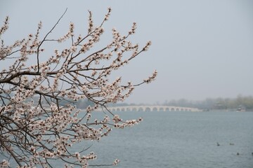 Tranquil body of water with a blooming tree in the foreground. Summer Palace, China.