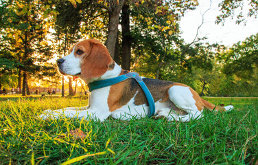 Beautiful beagle dog in autumn scene into the park