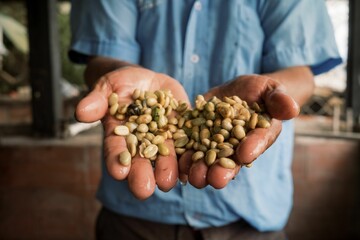 Person standing in a garden holding a bundle of fresh coffee beans