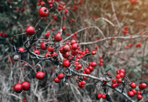 Autumn red hawthorn fruits close-up. Blurred gray background. Calm autumn screensaver.
