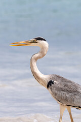 Seychelles - Beau Vallon - Grey Heron