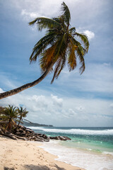 Seychelles - The beautiful beach with coconut tree of Anse Parnel