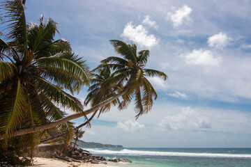 Seychelles - The beautiful beach with coconut tree of Anse Parnel
