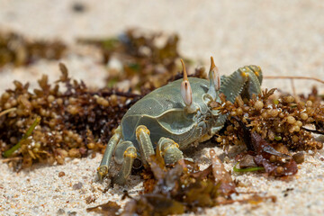 Seychelles - Horned Ghost Crab on the beach