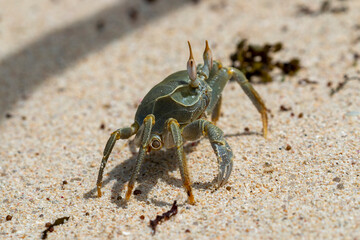 Seychelles - Horned Ghost Crab on the beach