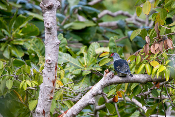 Seychelles - Seychelles Blue Pigeon (Alectroenas pulcherrimus)