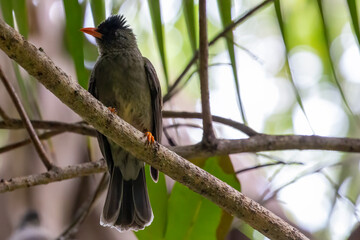 Seychelles - Seychelles bulbul - (Hypsipetes crassirostris)