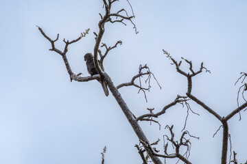 Seychelles - Seychelles black parrot
