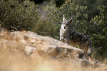 African Golden Wolf (Canis Lupaster) - obrazy, fototapety, plakaty