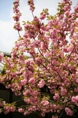 Kanzan cherry tree with double pink flowers