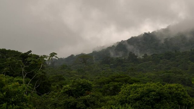 Mist raising from the forest after a rain storm in the Children's Eternal Rainforest in Costa Rica - Bosque Eterno de los Ninos