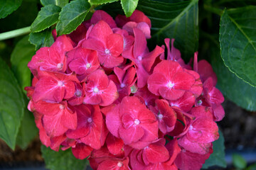Small pink Hydrangea flowers with green background