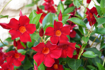 Small red flowers of Diplademia Sanderi