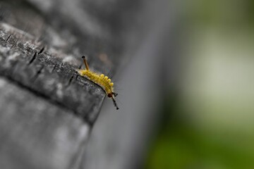 Cute caterpillar perched atop a wooden surface, its vibrant colors illuminated in the sunlight