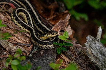 a snake crawling on a branch with leaves in its mouth