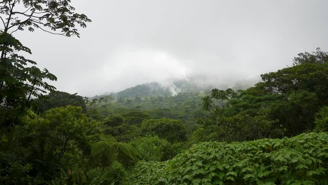 Mist raising from the forest after a rain storm in the Children's Eternal Rainforest in Costa Rica - Bosque Eterno de los Ninos