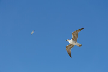 Seagull soaring through a bright blue sky on a sunny day