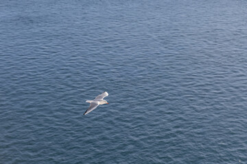 Seagull is soaring gracefully above the tranquil blue waters of an ocean