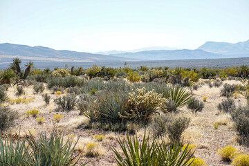 Red Rock Canyon National Conservation Area located in Mountain Springs, Nevada.