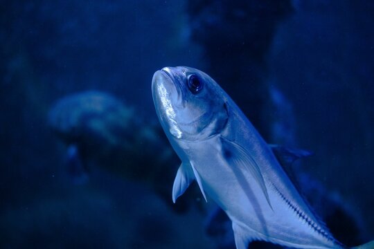 Closeup shot of a amberjack fish swimming among a school in an aquarium