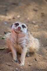 Cute Meerkat sitting on the ground