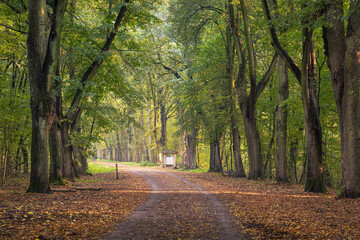 Jesienne piękne kolory w parku miejskim na Mazowszu niedaleko Warszawy, lasek Młociński jesienią.