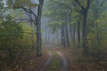 Mglisty jesienny poranek w Kampinoskim Parku Narodowym.