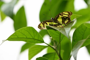 Closeup of a colorful Siproeta stelenes (malachite) butterfly perched on a leafy branch