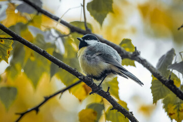 A male great tit sits on the birch branch and rests on a sunny fall day towards the camera lens.	