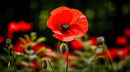 Obraz premium a close up of a red flower in a field of green and red flowers with a blurry background of red poppies. generative ai