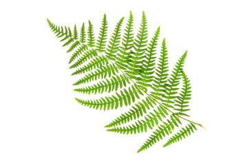 Bracken or eagle fern green frond isolated transparent png. Pteridium aquilinum plant.