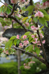 満開で若葉も目立つ御衣黄桜