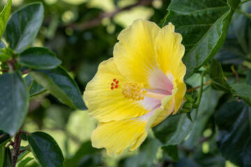 A vibrant yellow hibiscus flower blooms against a lush green bush in a garden