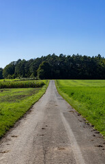 Fototapeta na wymiar Winding dirt road leading through a rolling grassy field to the edge of a forest