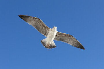 Seagull soaring through a bright blue sky on a sunny day