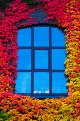 Duże Okno starego budynku porośnięte jesiennym bluszczem w kolorach zieleni, czerwieni i...