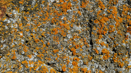Icelandic lichen