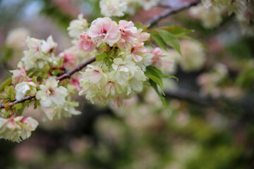 満開で若葉も目立つ御衣黄桜