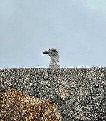 Seagull against a gray sky