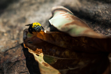 Bee on a leaf in the rainforest of Thailand. Selective focus.