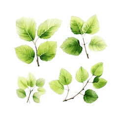 Green watercolor hazel tree leaves on white background