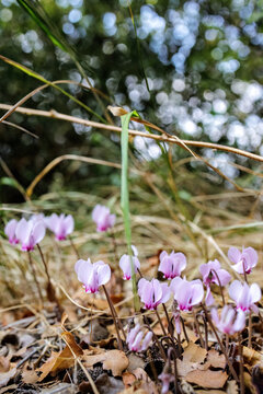 Cyclamen hederifolium, the ivy-leaved cyclamen or sowbread pink flowers growing in the woods, ideal for garden design