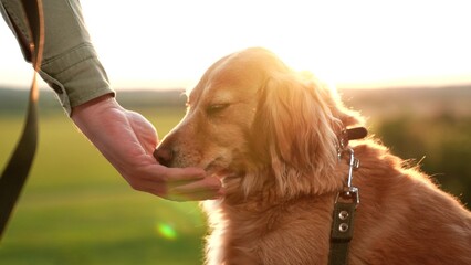 Owner gives treat and shakes paw of cocker spaniel dog on rural field at sunset