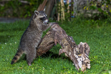 Obraz premium Waschbär (Procyon lotor)