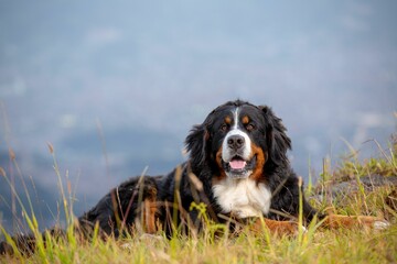 Bernese Mountain dog on a lush green hill in a mountainous landscape, Medellin, Colombia © Wirestock