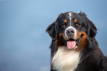 Bernese Mountain dog on a lush green hill in a mountainous landscape, Medellin, Colombia - obrazy, fototapety, plakaty