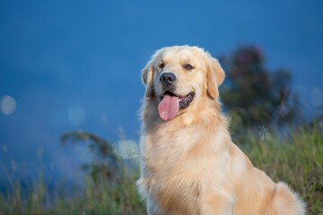 Golden retriever sitting in a lush green grassy field, tongue happily sticking out