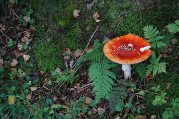 Red mushroom, moss nad fern n the forest