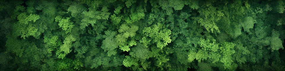 Poster Dense green forest aerial view © Dieter Holstein