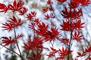 Japanese red maple